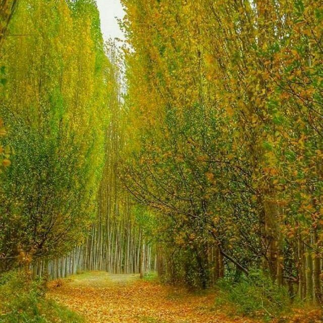 رها قهرمانی