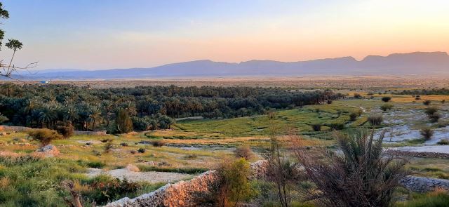 نمایی زیبا از نخلستان